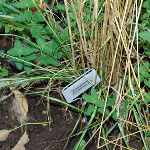 Calamagrostis acutifolia Avalanche